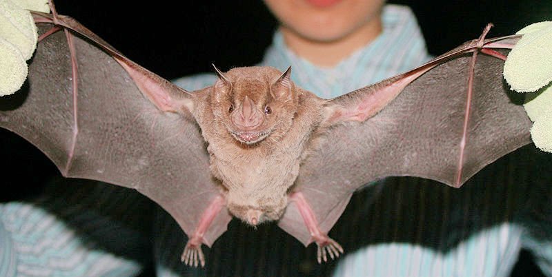 Bat