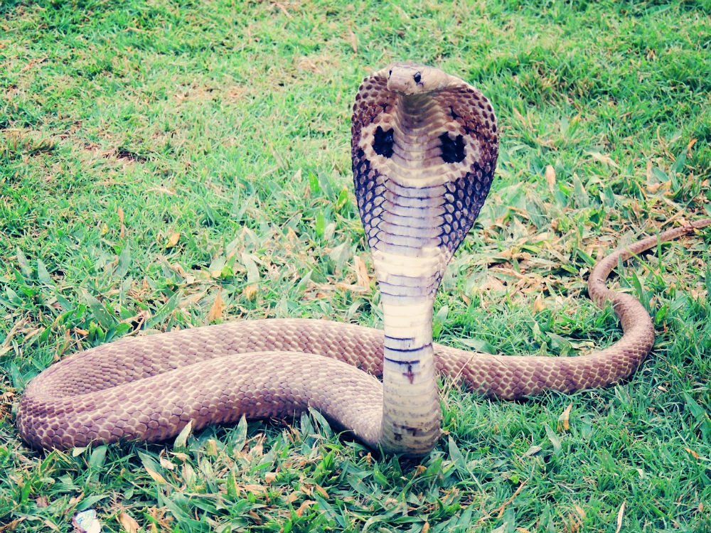 Cobra Snake