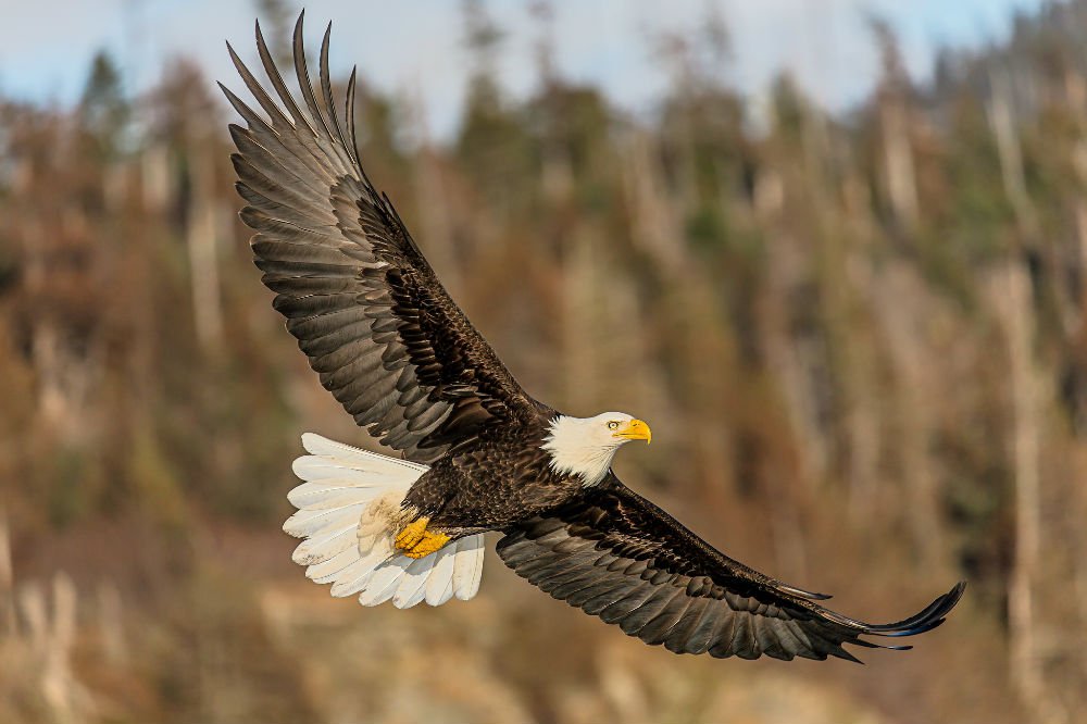 Bald Eagle