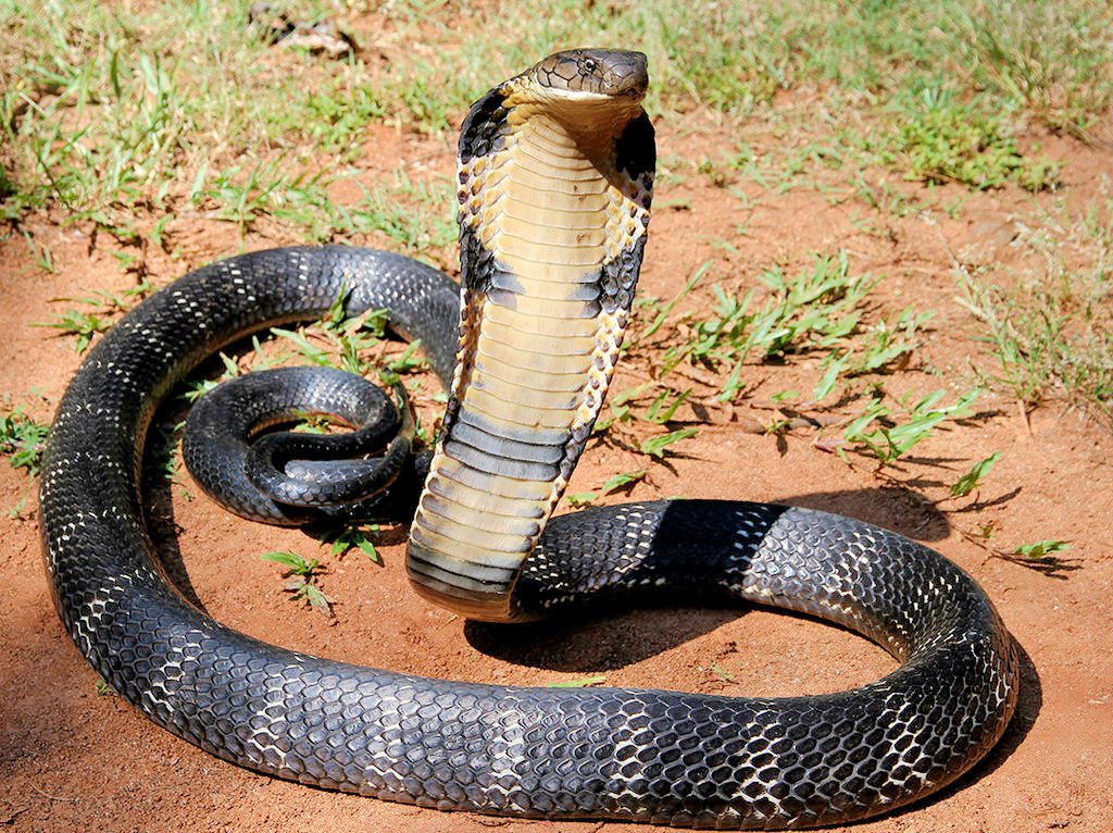 King Cobra Snake