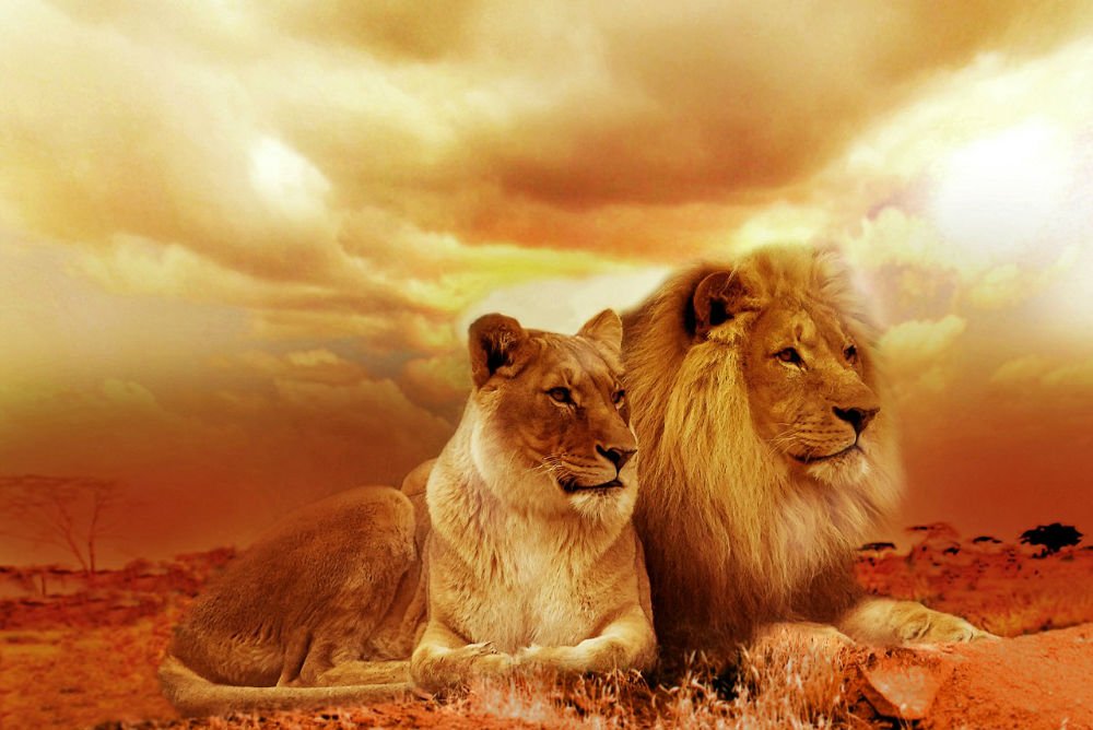 Lion and Lioness