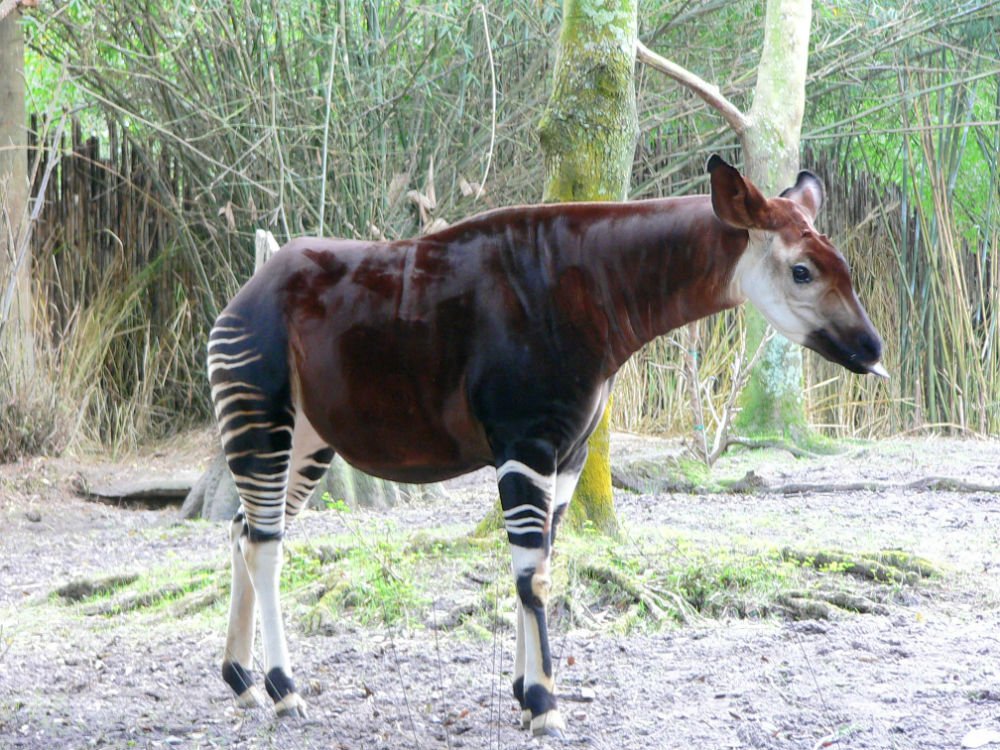 Okapi The animal from which Giraffe was Evolved