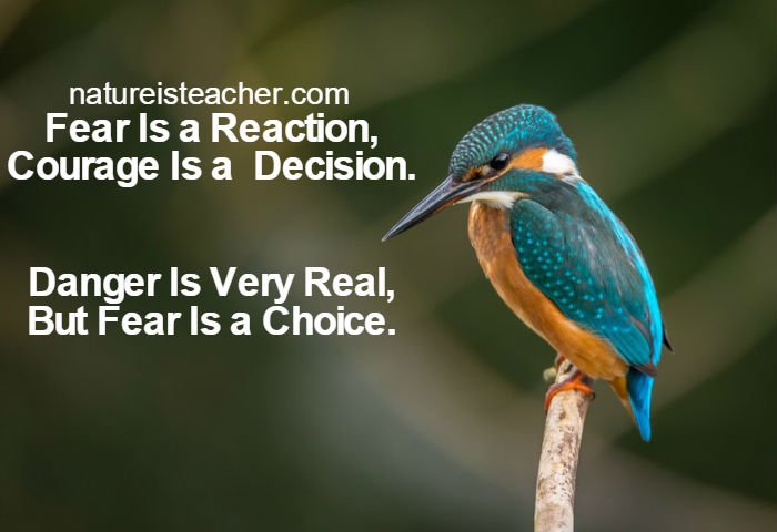 Fear Is a Choice QUOTATION