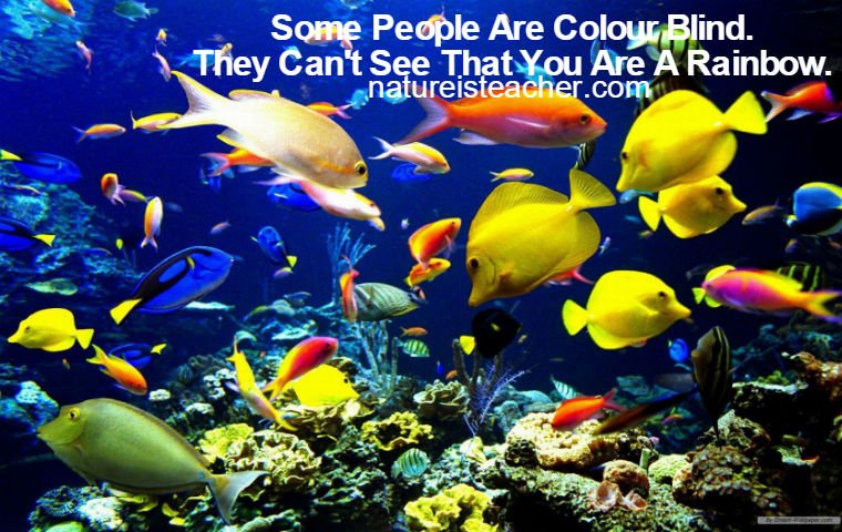 People Are Color Blind QUOTATION