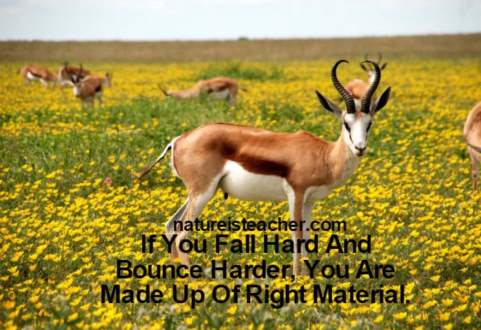 If You Fall Hard, Bounce Harder QUOTATION