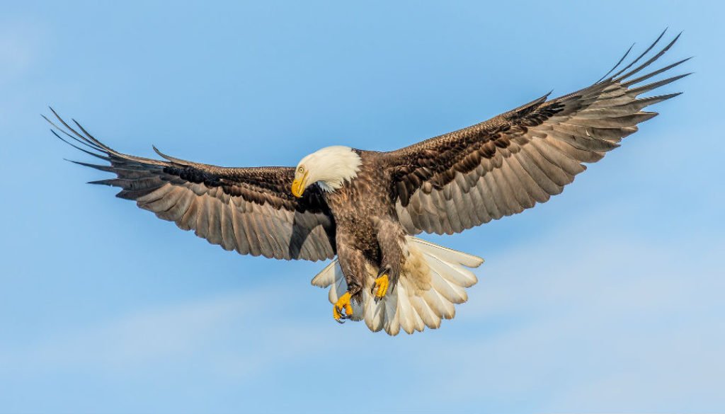 Bald Eagle