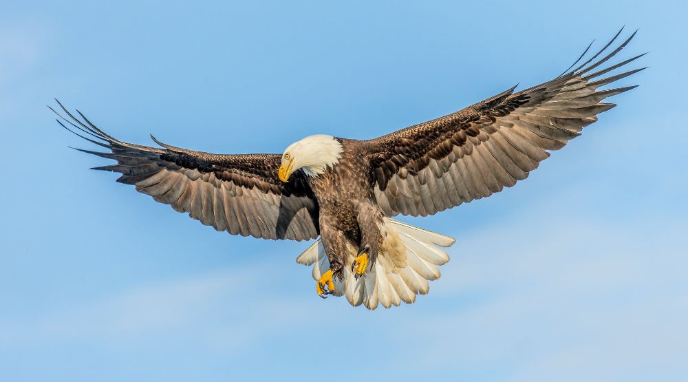 Bald Eagle