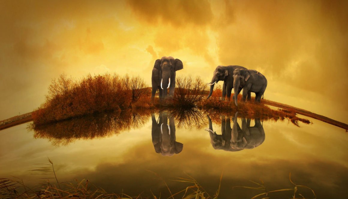 Elephants