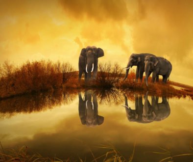 Elephants
