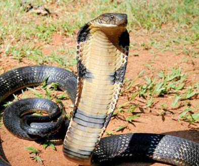 King Cobra