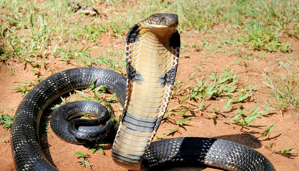 King Cobra