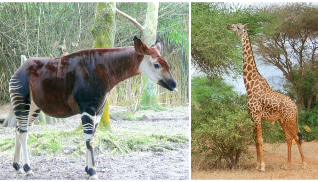 Okapi to Giraffe Evolution