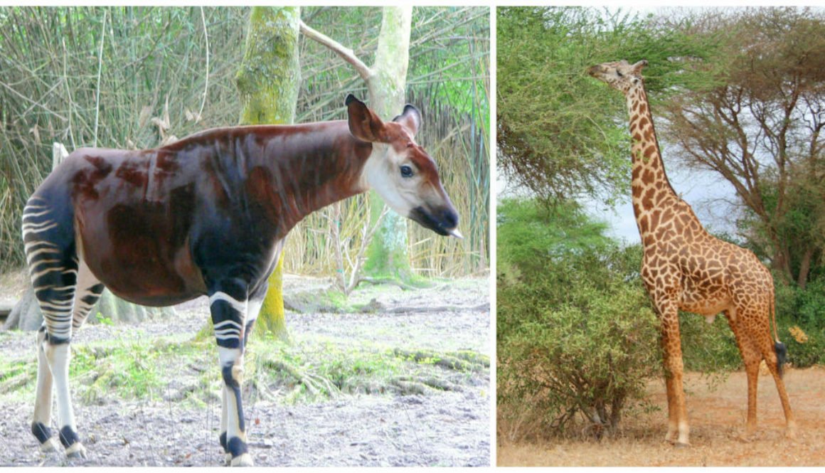 Okapi to Giraffe Evolution