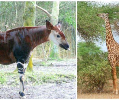 Okapi to Giraffe Evolution