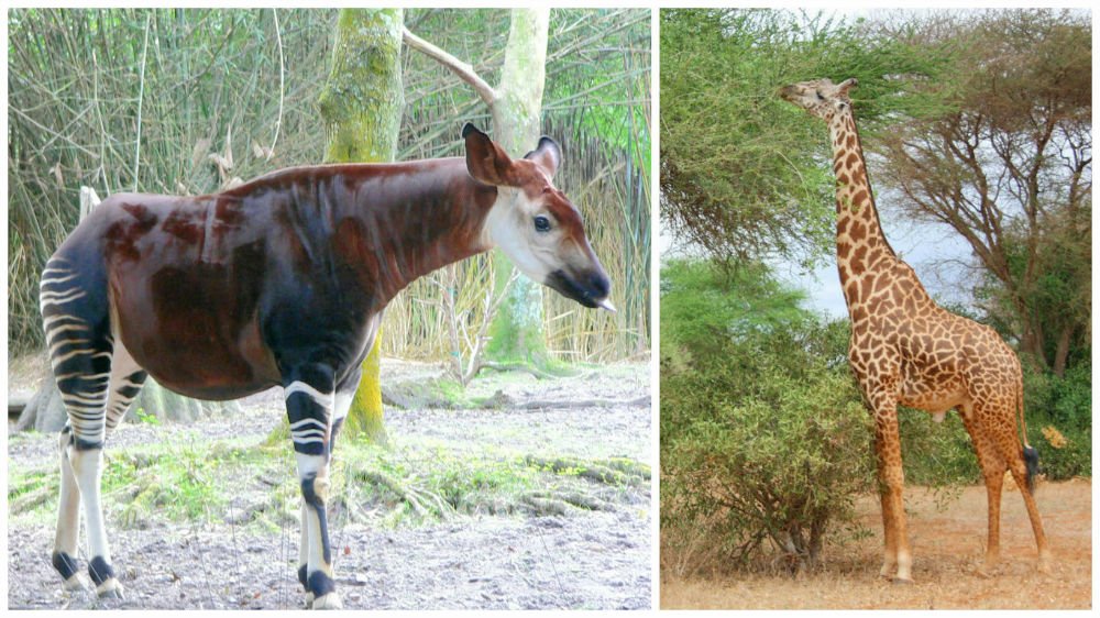 Okapi to Giraffe Evolution