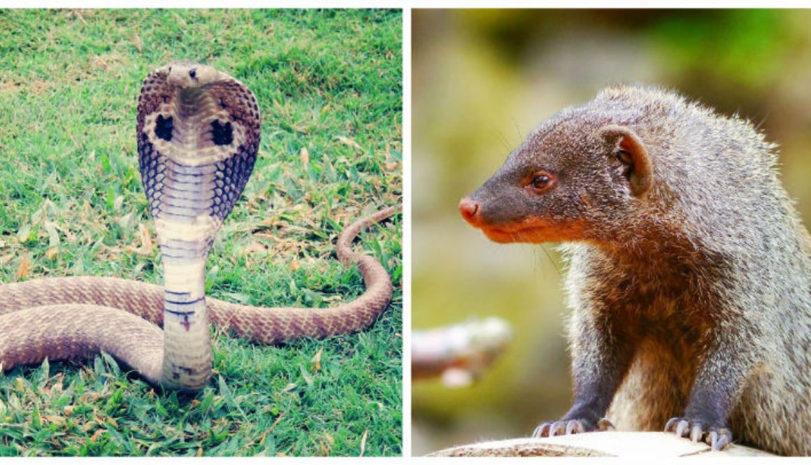 Snake and Mongoose