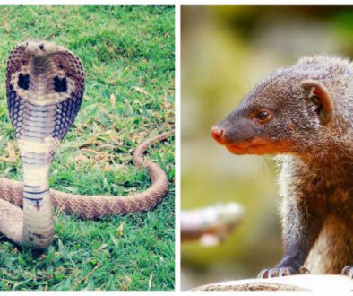 Snake and Mongoose