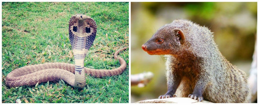 Snake and Mongoose