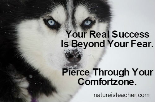 Fear & Comfort Zone QUOTATION