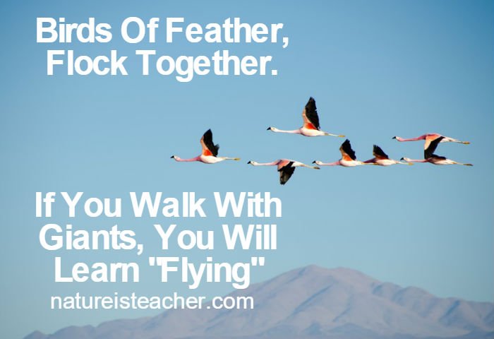 Birds Of Feather QUOTATION