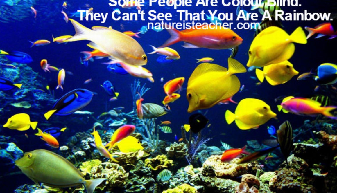 People Are Color Blind QUOTATION