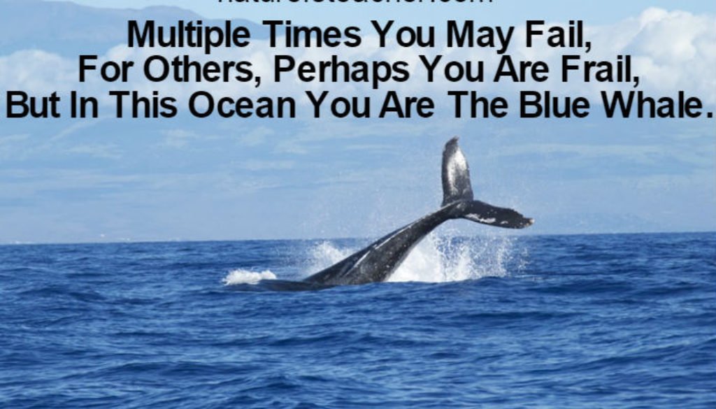 You Are Not Frail QUOTATION