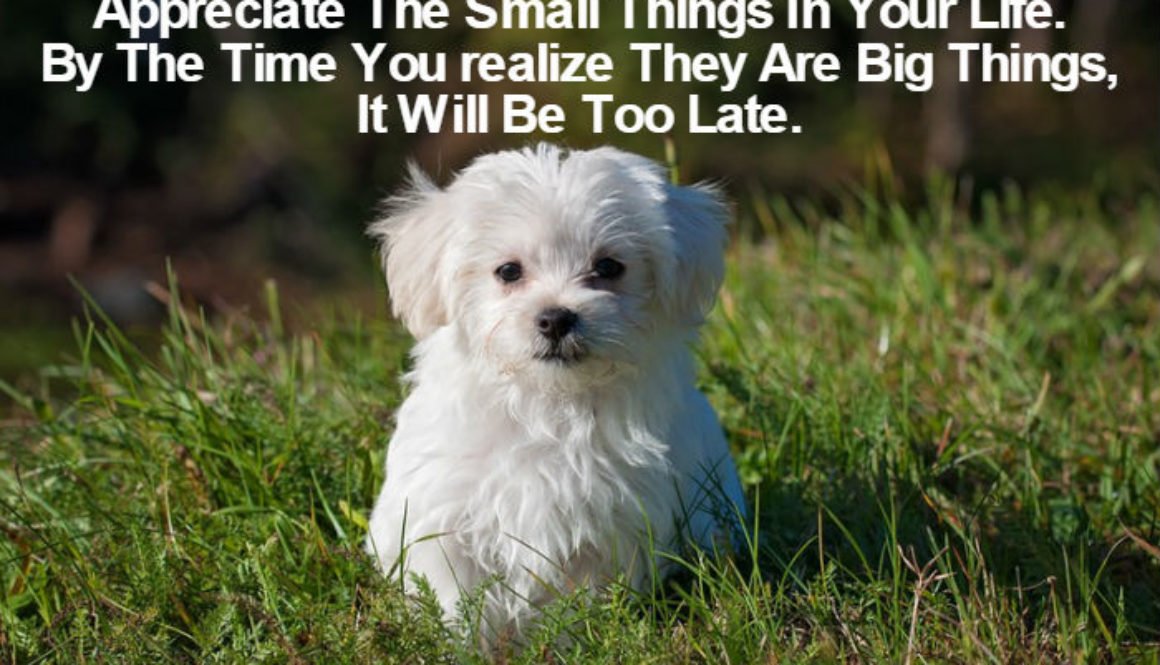 Appreciate The Small Things QUOTATION