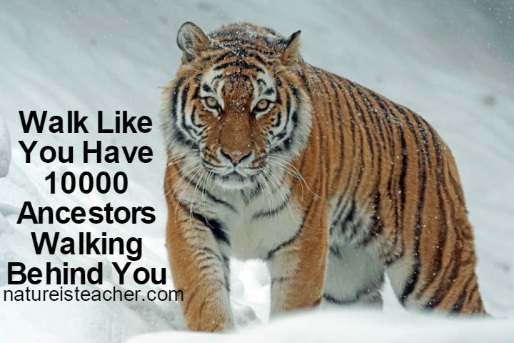 Walk Like You Have 10000 Ancestors QUOTATION