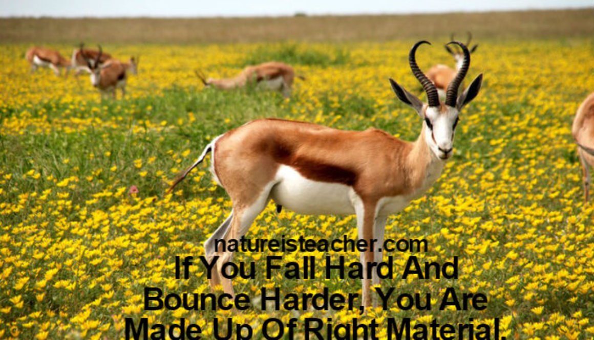 If You Fall Hard, Bounce Harder QUOTATION